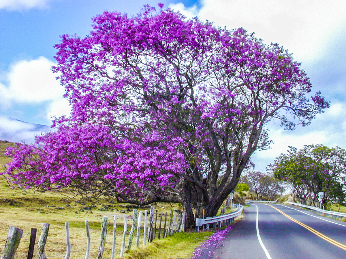 jacaranda mimosifolia