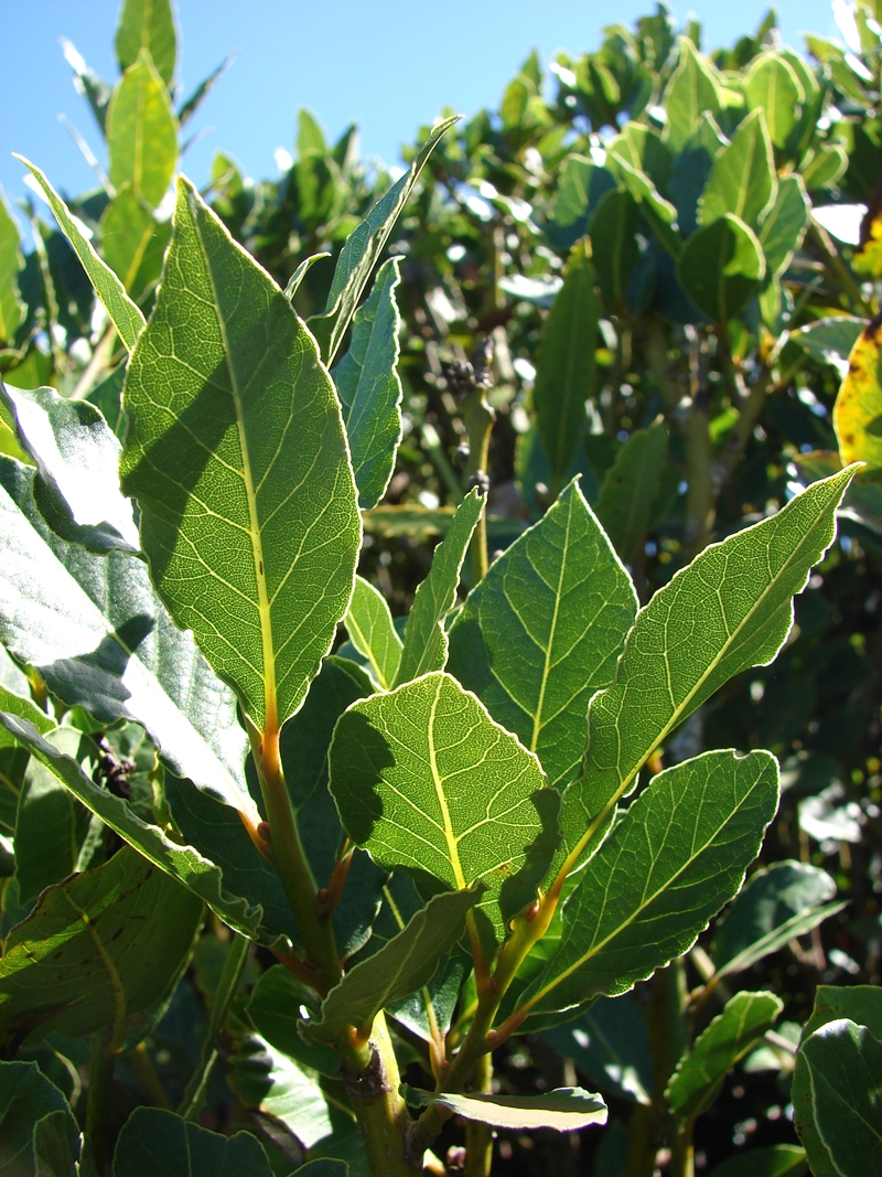 Laurus nobilis