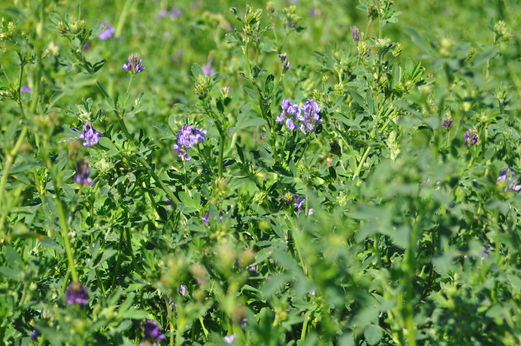 Medicago sativa