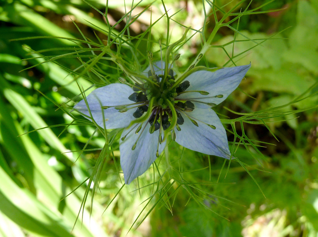 nigella